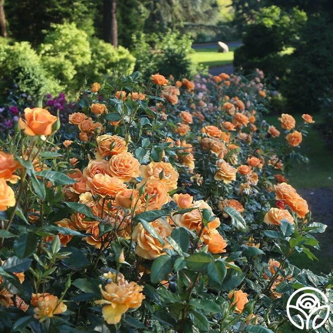 Sunbelt® South Africa® 5 Sunbelt® South Africa® - Image 3