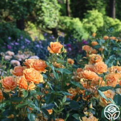 Sunbelt® South Africa® 19 Sunbelt® South Africa® -Heirloom Roses South Africa 14