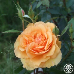 Sunbelt® South Africa® 16 Sunbelt® South Africa® -Heirloom Roses South Africa 16