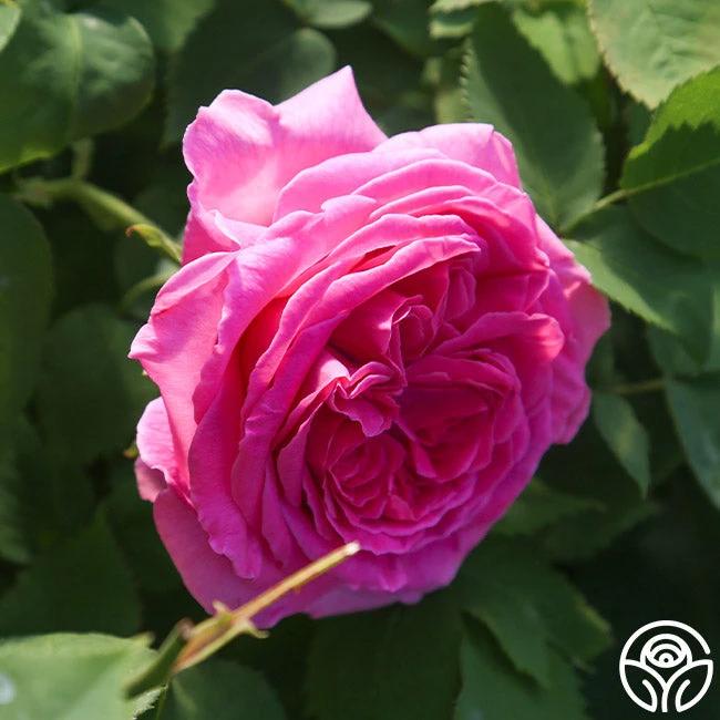 Souvenir Du Président Lincoln 7 Souvenir Du Président Lincoln - Image 5