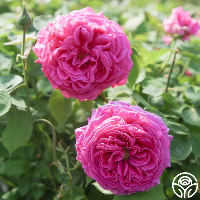 Souvenir Du Président Lincoln 4 Souvenir Du Président Lincoln - Image 2