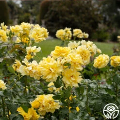 Sparkle & Shine™ 16 Sparkle & Shine™ -Heirloom Roses Sparkle Shine 01