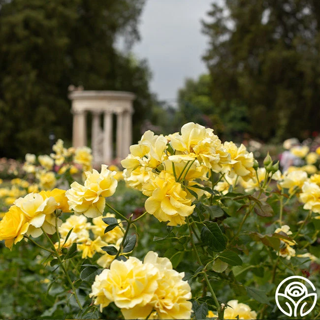 Sparkle & Shine™ 10 Sparkle & Shine™ - Image 8