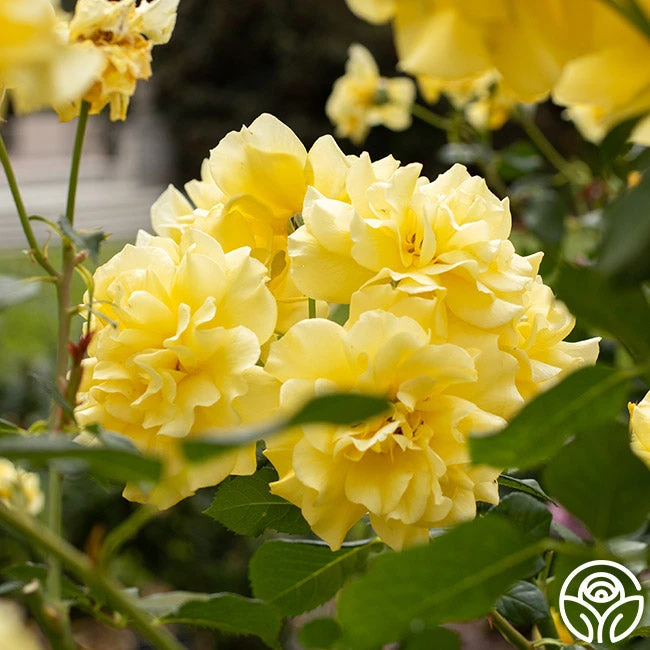 Sparkle & Shine™ 13 Sparkle & Shine™ - Image 11