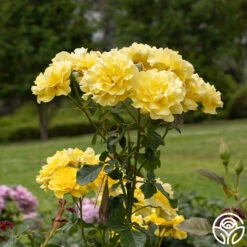 Sparkle & Shine™ 17 Sparkle & Shine™ -Heirloom Roses Sparkle Shine 05