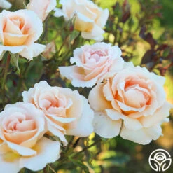 Special Occasion -Heirloom Roses Special Occasion 10