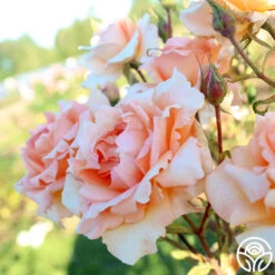 Special Occasion -Heirloom Roses Special Occasion 04