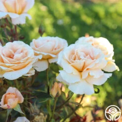 Special Occasion -Heirloom Roses Special Occasion 06