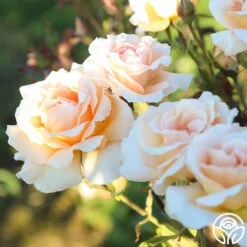 Special Occasion -Heirloom Roses Special Occasion 6