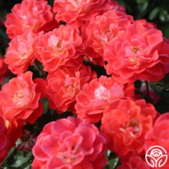 Spirit Abundance™ 12 Spirit Abundance™ -Heirloom Roses Spirit Abundance 11