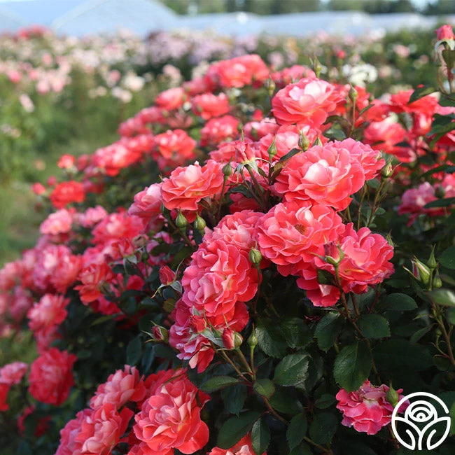 Spirit Abundance™ 4 Spirit Abundance™ - Image 2