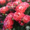 Spirit Abundance™ 1 Spirit Abundance™ -Heirloom Roses Spirit Abundance 13