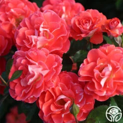 Spirit Abundance™ 15 Spirit Abundance™ -Heirloom Roses Spirit Abundance 14