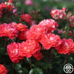 Spirit Abundance™ 14 Spirit Abundance™ -Heirloom Roses Spirit Abundance 15