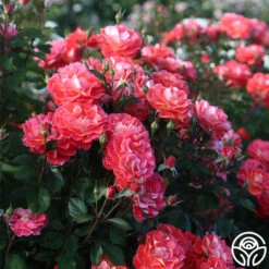 Spirit Abundance™ 13 Spirit Abundance™ -Heirloom Roses Spirit Abundance 16