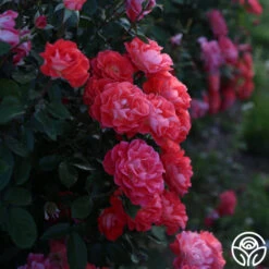 Spirit Abundance™ 17 Spirit Abundance™ -Heirloom Roses Spirit Abundance 17