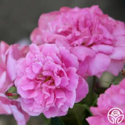 St. Elisabeth Of Hungary 15 St. Elisabeth Of Hungary -Heirloom Roses St. Elisabeht of Hungry 22