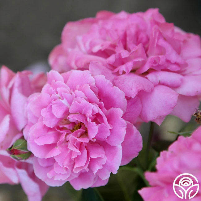 St. Elisabeth Of Hungary 8 St. Elisabeth Of Hungary - Image 6