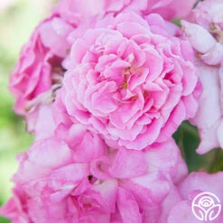 St. Elisabeth Of Hungary 13 St. Elisabeth Of Hungary -Heirloom Roses St. Elisabeth Of Hungry 01