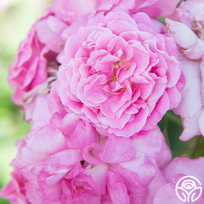 St. Elisabeth Of Hungary 6 St. Elisabeth Of Hungary - Image 4