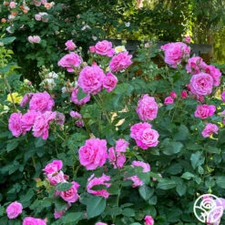 St. Elisabeth Of Hungary 12 St. Elisabeth Of Hungary -Heirloom Roses St. Elisabeth of Hungry 11