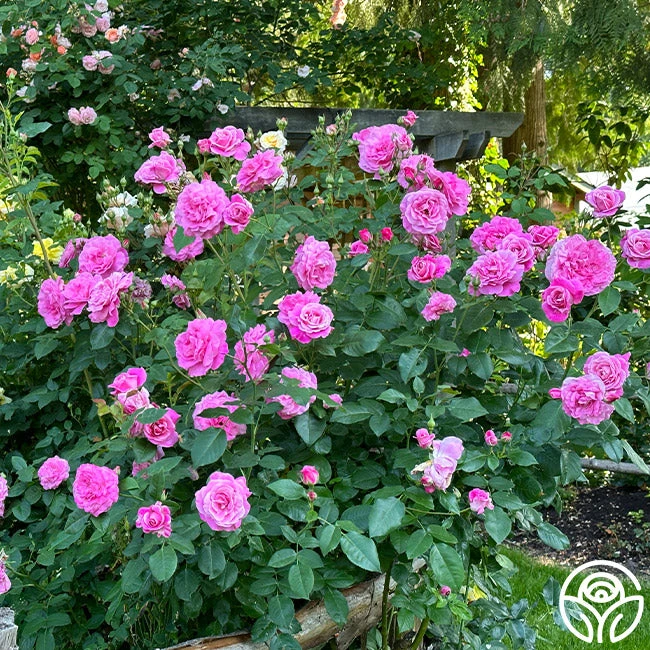 St. Elisabeth Of Hungary 4 St. Elisabeth Of Hungary - Image 2