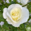 St. John™ -Heirloom Roses St. John d5171c91 e139 4879 8e9a 6193cf5398e7