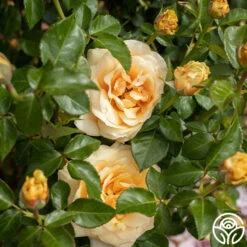 St. Tropez -Heirloom Roses St. Tropex 13