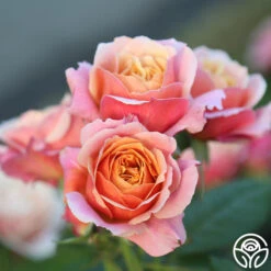 State Of Grace™ -Heirloom Roses State Of Grace 16