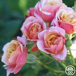 State Of Grace™ -Heirloom Roses State Of Grace 19