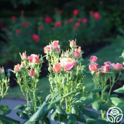 State Of Grace™ -Heirloom Roses State of Grace 11