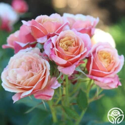 State Of Grace™ -Heirloom Roses State of Grace 12