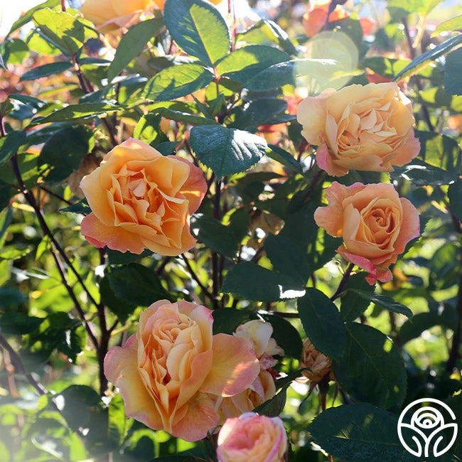 Strike It Rich™ 4 Strike It Rich™ - Image 2