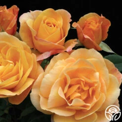 Strike It Rich™ 14 Strike It Rich™ -Heirloom Roses Strike It Rich 13