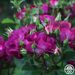 Sultry Sangria™ 21 Sultry Sangria™ -Heirloom Roses Sultry Sangria 11