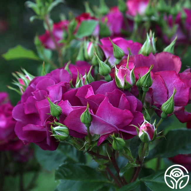 Sultry Sangria™ 12 Sultry Sangria™ - Image 10