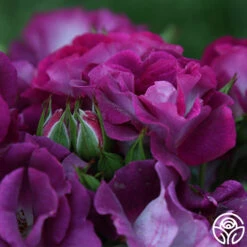 Sultry Sangria™ 17 Sultry Sangria™ -Heirloom Roses Sultry Sangria 12