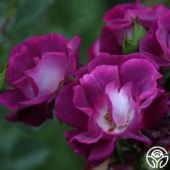 Sultry Sangria™ 14 Sultry Sangria™ -Heirloom Roses Sultry Sangria 13