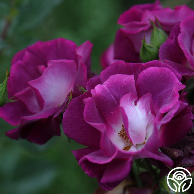 Sultry Sangria™ 5 Sultry Sangria™ - Image 3