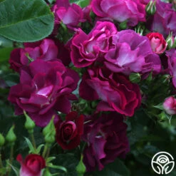 Sultry Sangria™ 19 Sultry Sangria™ -Heirloom Roses Sultry Sangria 15