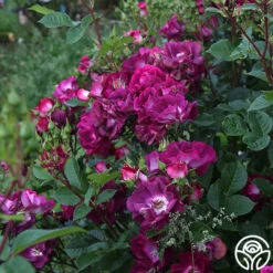 Sultry Sangria™ 15 Sultry Sangria™ -Heirloom Roses Sultry Sangria 17