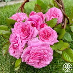 Parfuma® Summer Romance 21 Parfuma® Summer Romance -Heirloom Roses Summer Romance 10