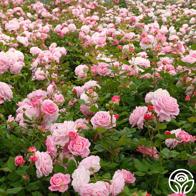 Parfuma® Summer Romance 15 Parfuma® Summer Romance - Image 13