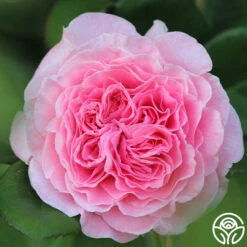 Parfuma® Summer Romance 22 Parfuma® Summer Romance -Heirloom Roses Summer Romance 125