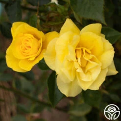 Sun Flare -Heirloom Roses Sun Flare 11