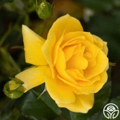 Sun Flare -Heirloom Roses Sun Flare 12