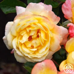 Sunny Abundance 17 Sunny Abundance -Heirloom Roses Sunny Abundance 11