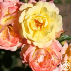 Sunny Abundance 20 Sunny Abundance -Heirloom Roses Sunny Abundance 12