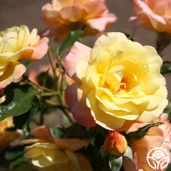 Sunny Abundance 21 Sunny Abundance -Heirloom Roses Sunny Abundance 13