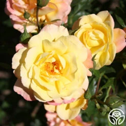 Sunny Abundance 15 Sunny Abundance -Heirloom Roses Sunny Abundance 15